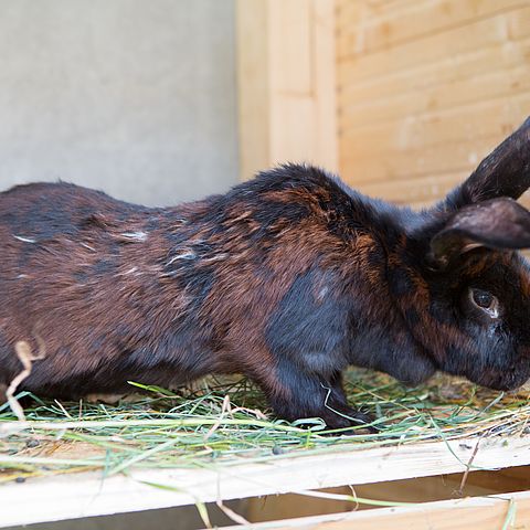 Die Tiere unseres Hofes